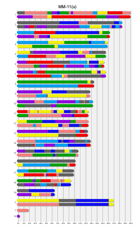 Haplotype reconstruction of a typical DO genome