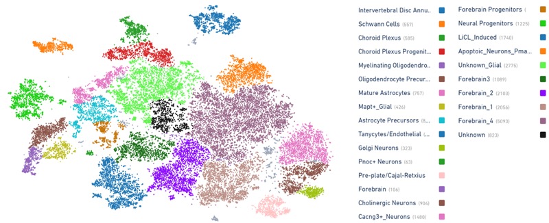 Many cell types are found in cerebral organoids made from DO mouse ES cell lines