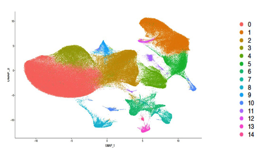 UMAP visualization of brain organoid cell types