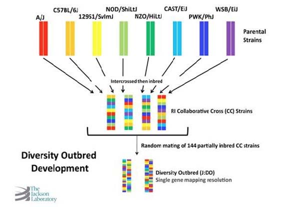 Diversity Outbred mice