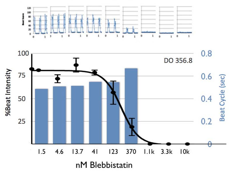 Blebbistatin dose response